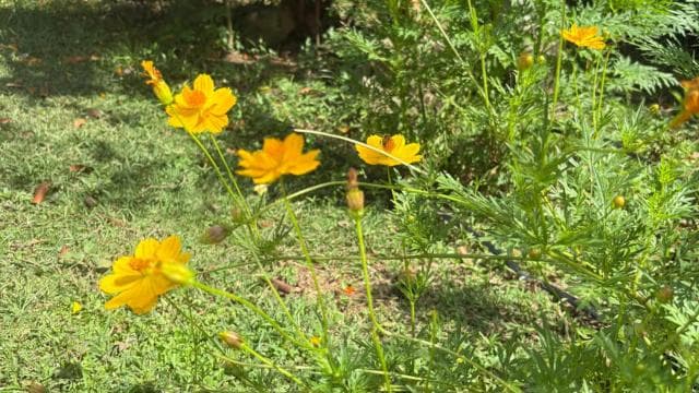 Carolina: Degustazione dal campo alla tavola con pranzo e mungitura della capra - Photo 5 (Gallery view)
