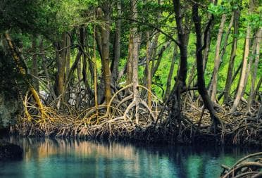Los Haitises: Boat Tour Sabana de la Mar, Caves & Mangroves