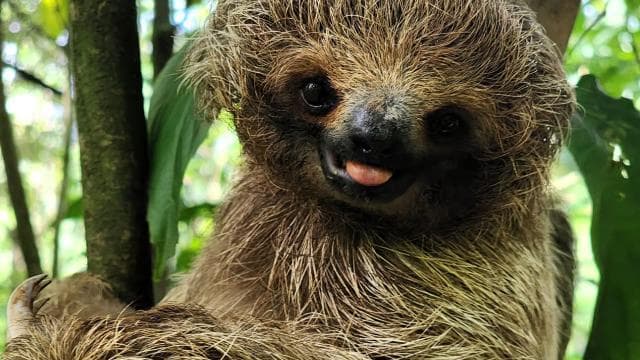 Playa del Coco: Sloth Discovery & Rio Celeste Tour
