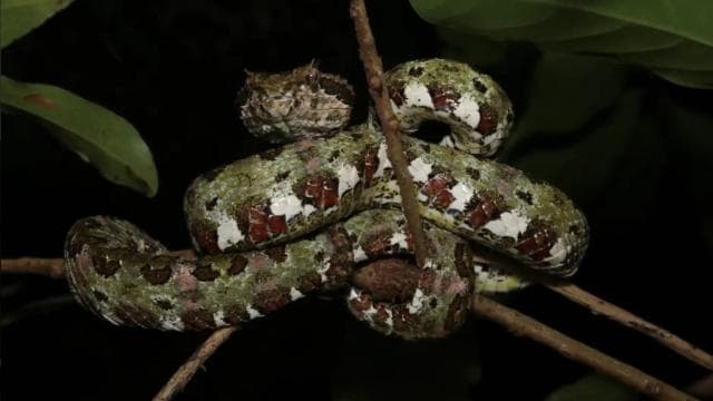 Monteverde : promenade nocturne guidée à Monteverde - Photo 3 (Gallery view)