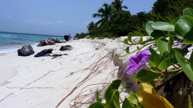 Punta Cana: Catalina Island Catamaran, Lunch and Snorkel