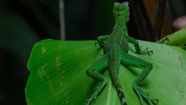 Guided Kayak Tour in Tortuguero National Park ***EXCITING**