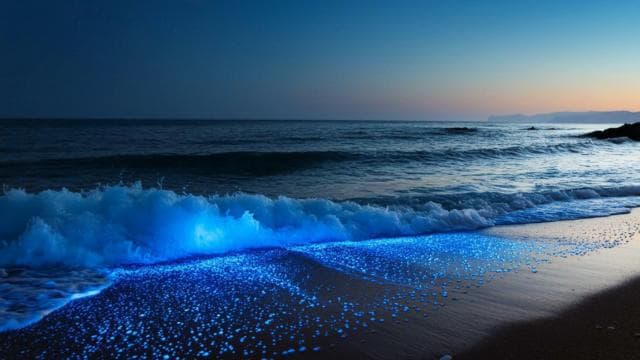 Vieques: Bioluminescent Bay Full Clear Kayaking - Dominican Republic