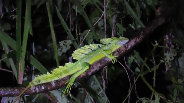 Amazing Night Walk in Tortuguero
