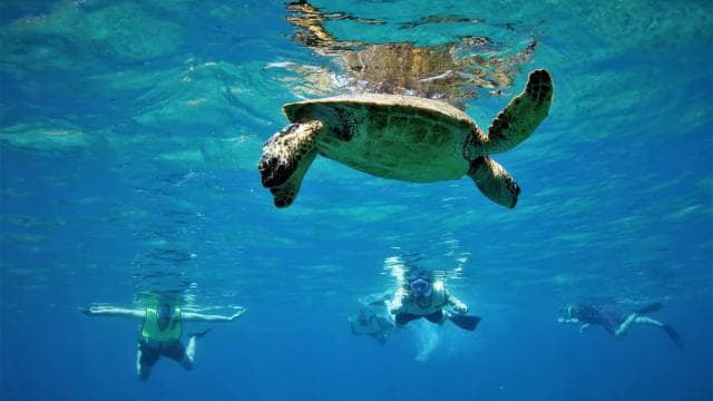 Borinquen: Underwater Magic Snorkel Adventure