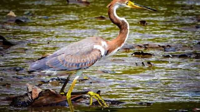 Costa Rica Mangrove Tour: Terraba National Wetlands - Uvita