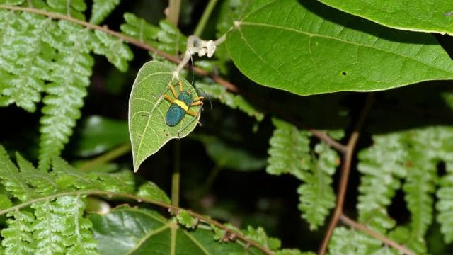 Cahuita: Night Reptile Tour with Specialist Guide
