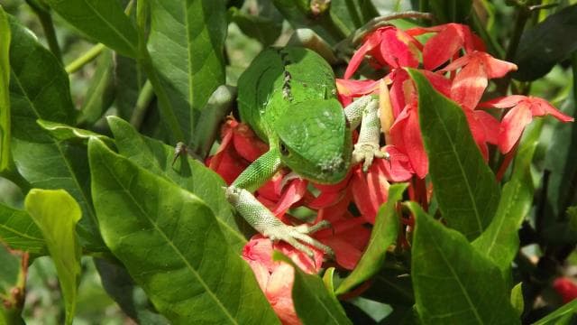 Bijagua: Kayak and Tropical Forest Trail Tour - Photo 3 (Gallery view)