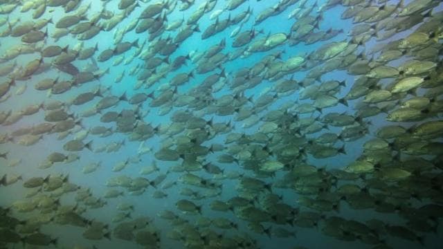 Tamarindo: Guided Snorkeling Tour with Marine Life Spotting