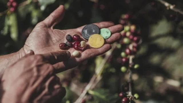 Monteverde: Coffee Tour and Night Walk - Photo 5 (Gallery view)