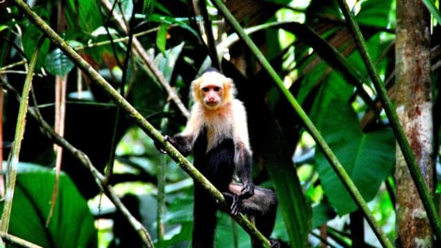 Tortuguero: Canoe Tour and Wildlife Spotting - Photo 4 (Gallery view)