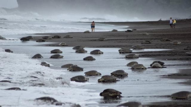 Costa Rica: Hundreds of thousands Olive Ridley Sea Turtles - Dominican Republic