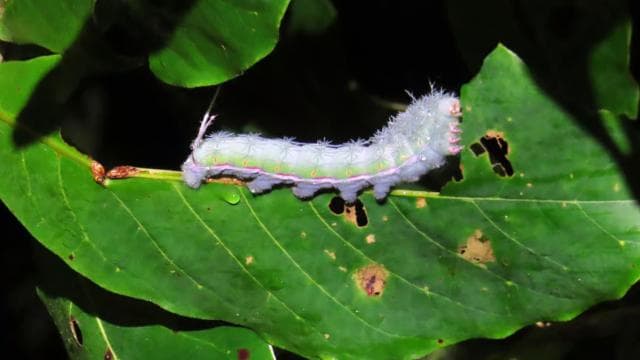 Incroyable promenade nocturne à Tortuguero - Photo 2 (Gallery view)