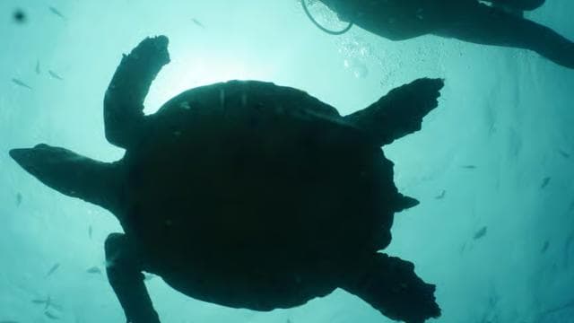 Guanacaste: Discover Scuba Dive Day in Papagayo Gulf - Photo 5 (Gallery view)