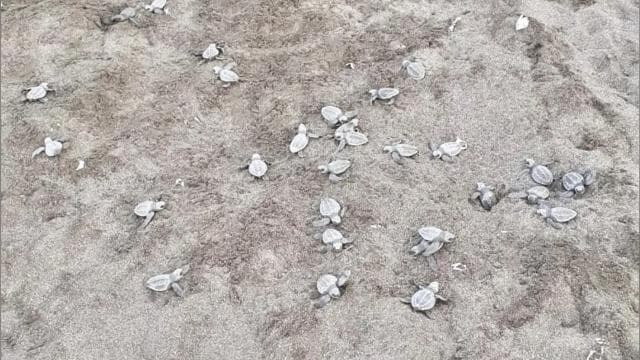 Playa Minas: Sea Turtle Watching Tour