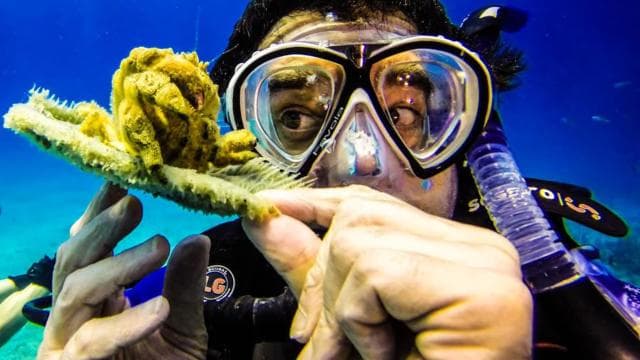 Catalina Island Scuba Diving Tour from Punta Cana