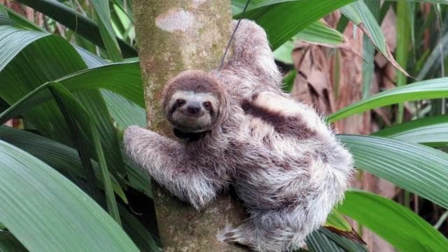 Uvita: Private Guided Tour - Sloth Watching Trail Costa Rica - Dominican Republic