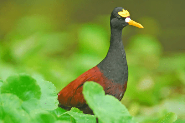 Tortuguero: Kanutour im Nationalpark Tortuguero - Photo 4 (Gallery view)