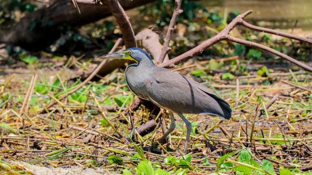 Palo Verde National Park: Wildlife Boat Tour