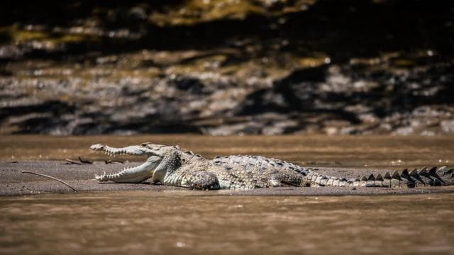Guanacaste: Palo Verde Wildlife Safari Boat Tour