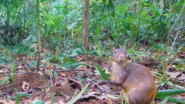 Carara National Park: Guided Walk Carara Costa Rica Nature - Photo 3 (Gallery view)