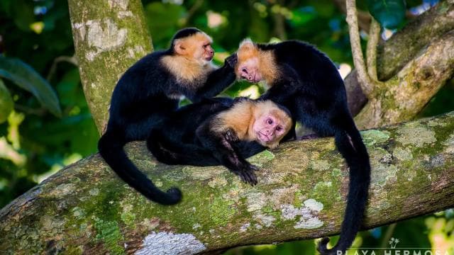 From Jaco: Monkey Encounter with Local Cuisine Experience