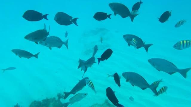 Glow of the Sea: Night Snorkeling & Boat Experience - Photo 3 (Gallery view)