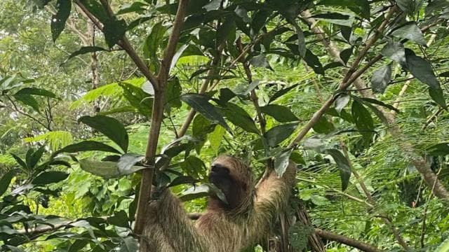 Guanacaste: Rainforest, Sloths, & Nature Day Trip with Lunch
