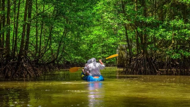 From San Jose: 3-Day Tortuguero National Park Excursion - Photo 3 (Gallery view)