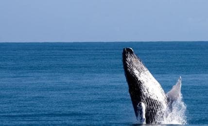 Samana: Guided Day Trip with Buffet Lunch and Whale Watching - Dominican Republic