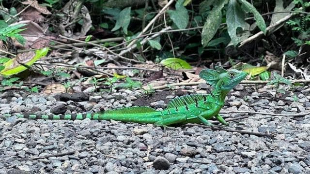 La Fortuna: Faultierbeobachtungstour auf dem Bogarin Trail mit Führer - Photo 5 (Gallery view)