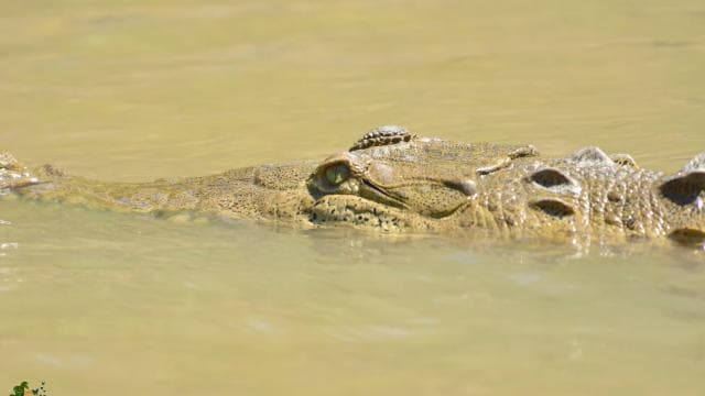 Guanacaste: Palo Verde Boat Tours - Photo 3 (Gallery view)