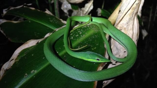 Tortuguero: Night Wildlife Spotting and Jungle Walk