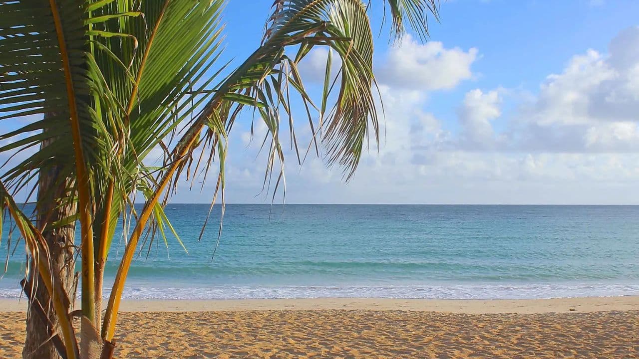 Punta Cana: Historical and Cultural Tour Half-Day Safari - Photo 4 (Gallery view)