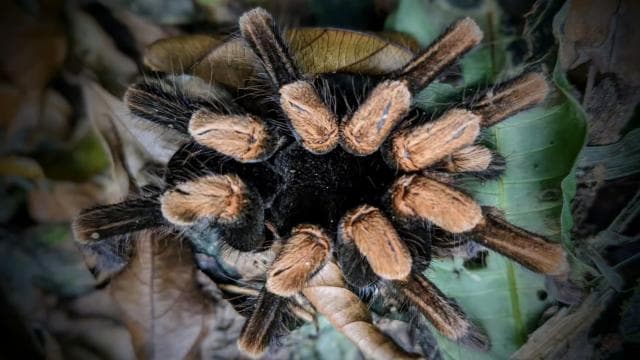 Monteverde: Night Walk in the Magical Forest