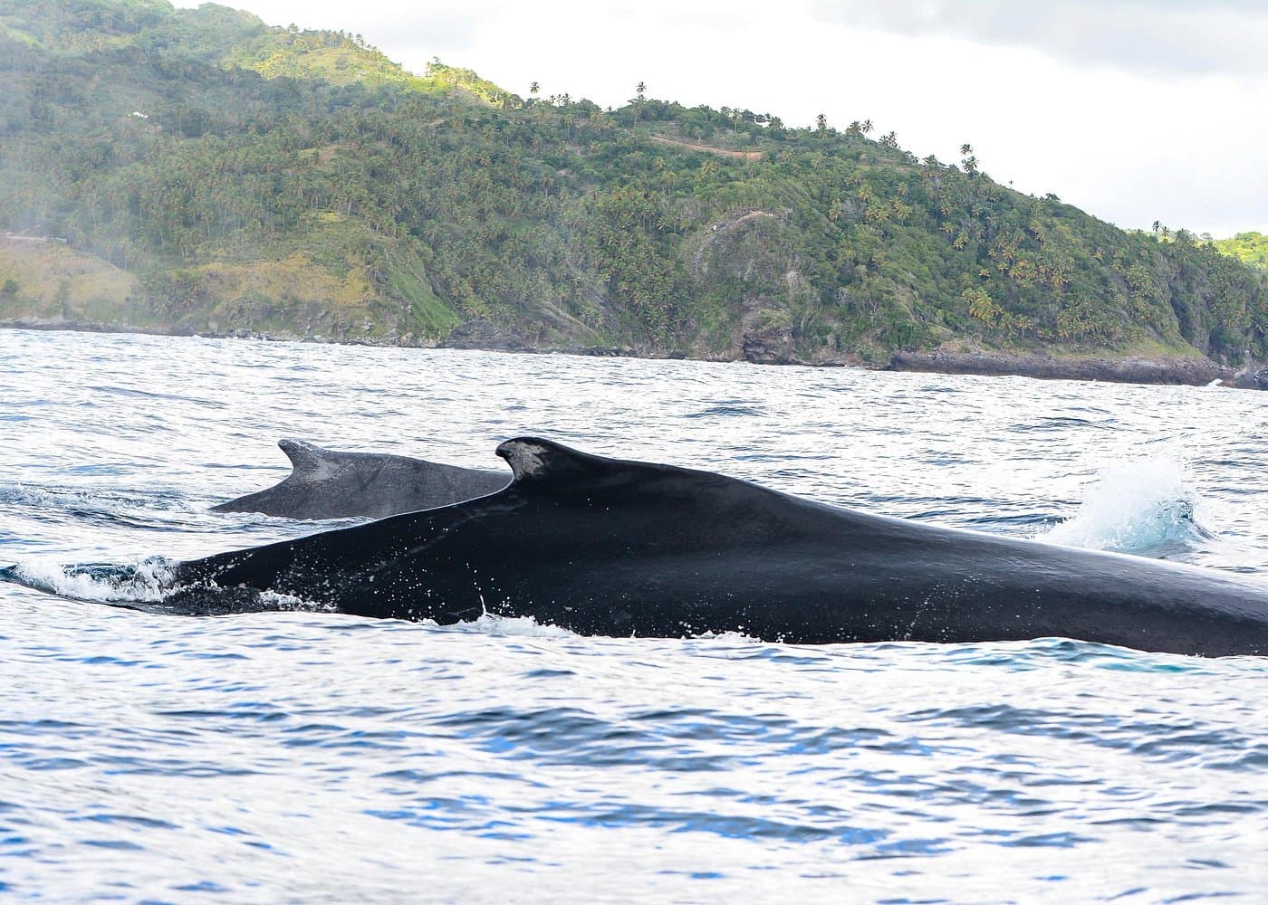 Whale watching + cay raised from Punta Cana - Photo 2 (Gallery view)