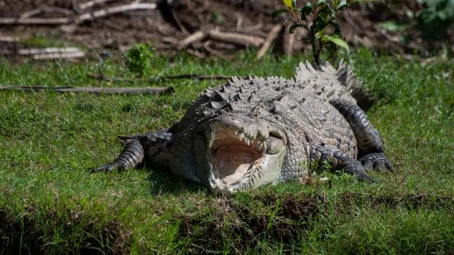 From San José: Carara National Park and Tárcoles River Tour