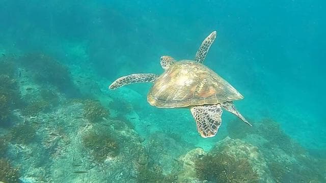 Drake Körfezi: Caño Adası'nda Öğle Yemeği ile Şnorkelli Dalış Turu - Photo 2 (Gallery view)