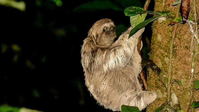 Manuel Antonio: Rainmaker Park Night Tour with Dinner
