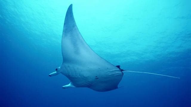 Flamingo & Tamarindo : Snorkeling at Las Catalinas Islands