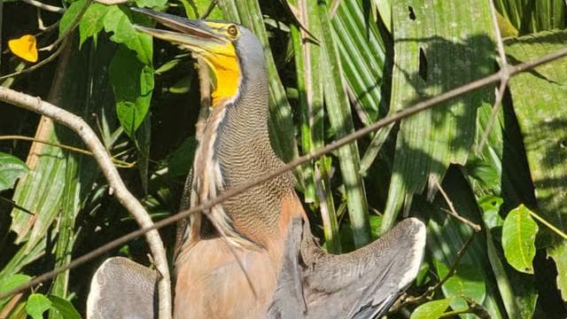 Tortuguero: Canoe tour through the Costa Ricans Amazons.