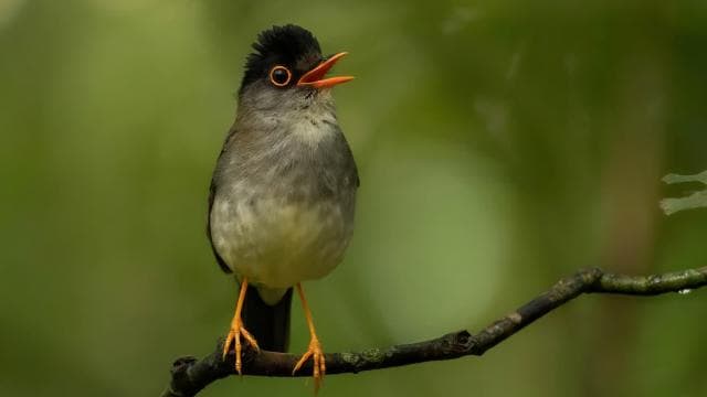 Monteverde: Half-Day Bird Watching Tour - Photo 2 (Gallery view)