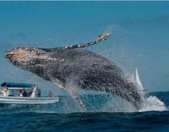 Punta Cana: Walbeobachtung in der Samaná Bay und Cayo Levantado - Photo 4 (Gallery view)