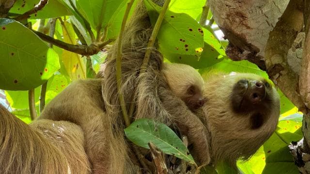 Cahuita: Walking Tour and Wildlife Sightseeing, Tour with Tour Guide