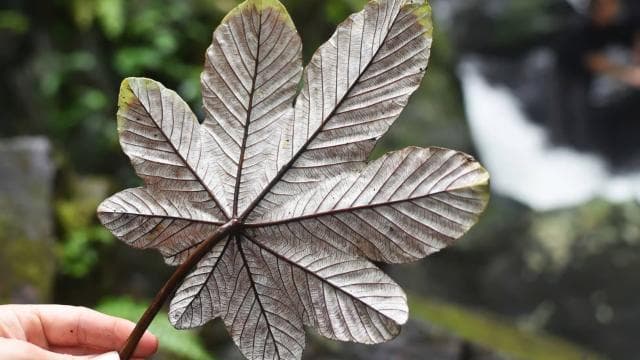 From San Juan: El Yunque National Rainforest Half-Day Tour