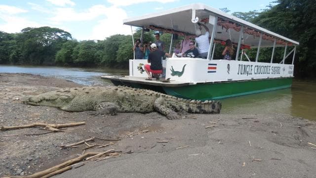 Tarcoles River: Jungle Crocodile Safari & Bird Watching Tour
