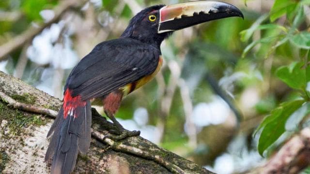 Carara National Park: Guided Walk Carara Costa Rica Nature - Photo 2 (Gallery view)