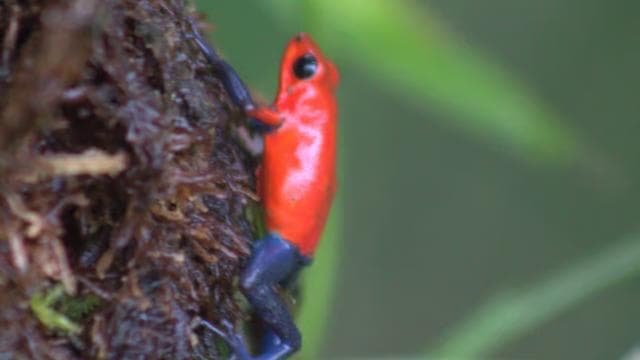 Private Hike in Tenorio Volcano National Park - Río Celeste - Dominican Republic