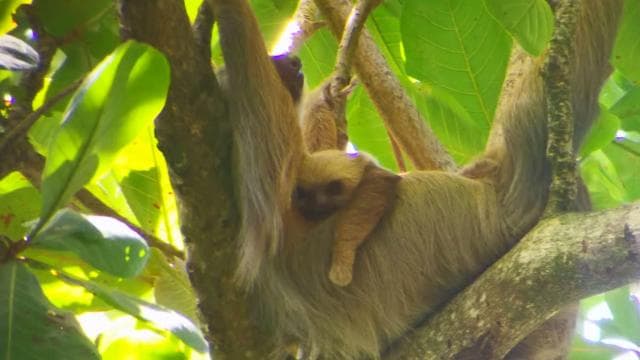 Cahuita: Sloth Watching Guided Tour in the Rainforest