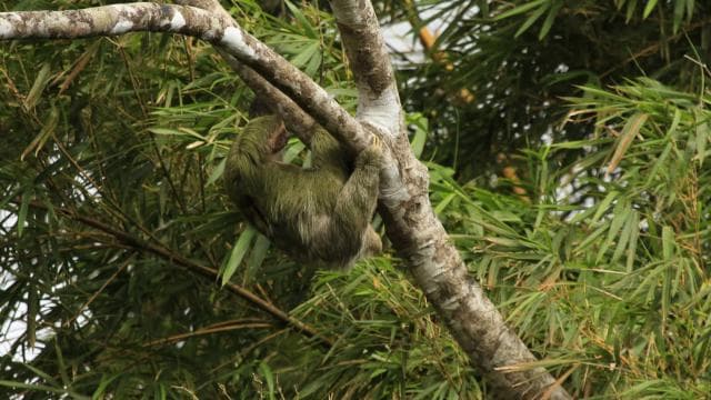 Costa Rica: Sloth tour and Coffee, Chocolate, and Sugarcane